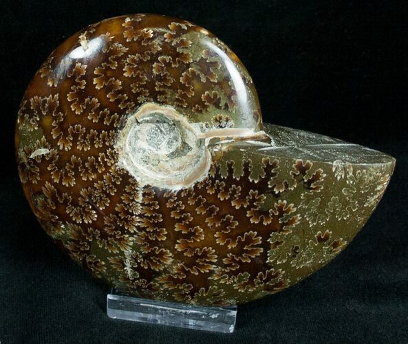 Cleoniceras Ammonite Fossil - Madagascar #7362